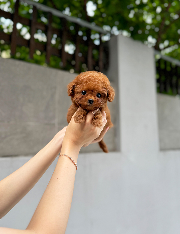 강아지 썸네일