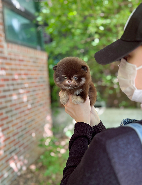 강아지 썸네일